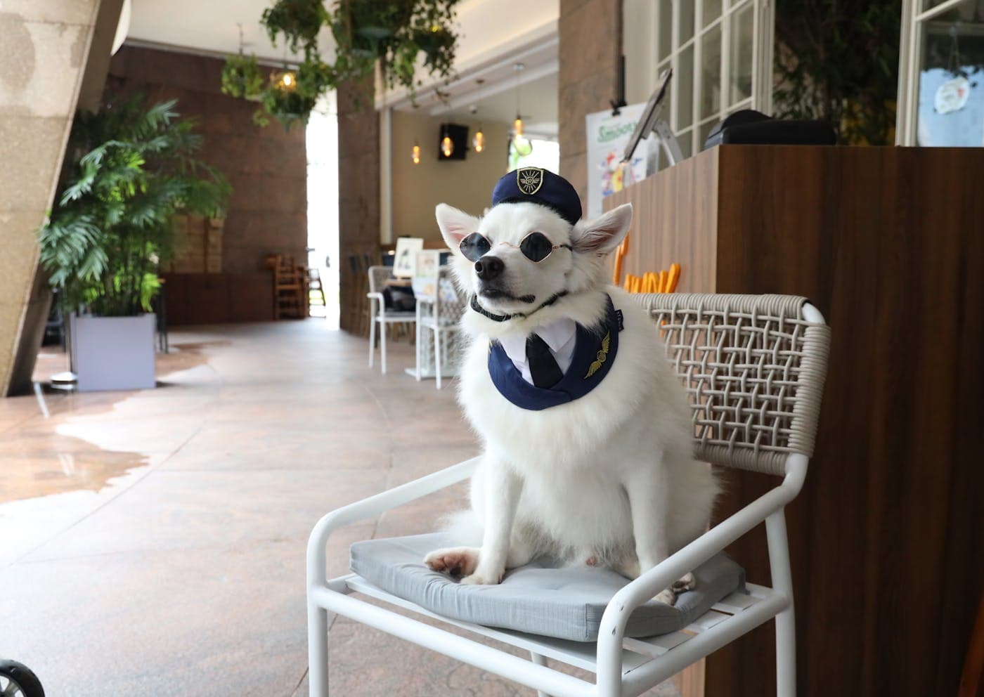 A white spitz in a navy bandana sitting on an outdoor chair