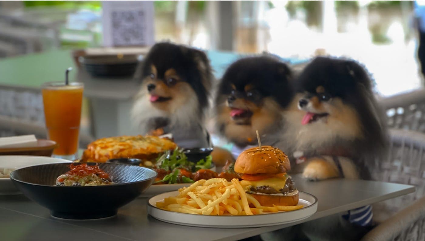 Three pomeranians at a table set with a burger, fries and a bowl of noodles