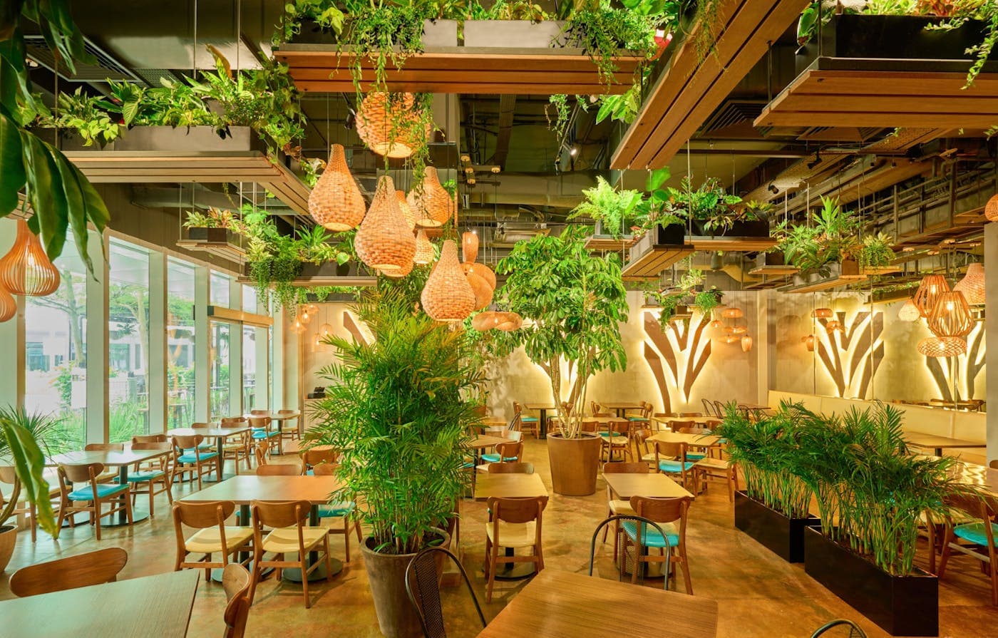 A dining room under woven pendant lights and trailing plants