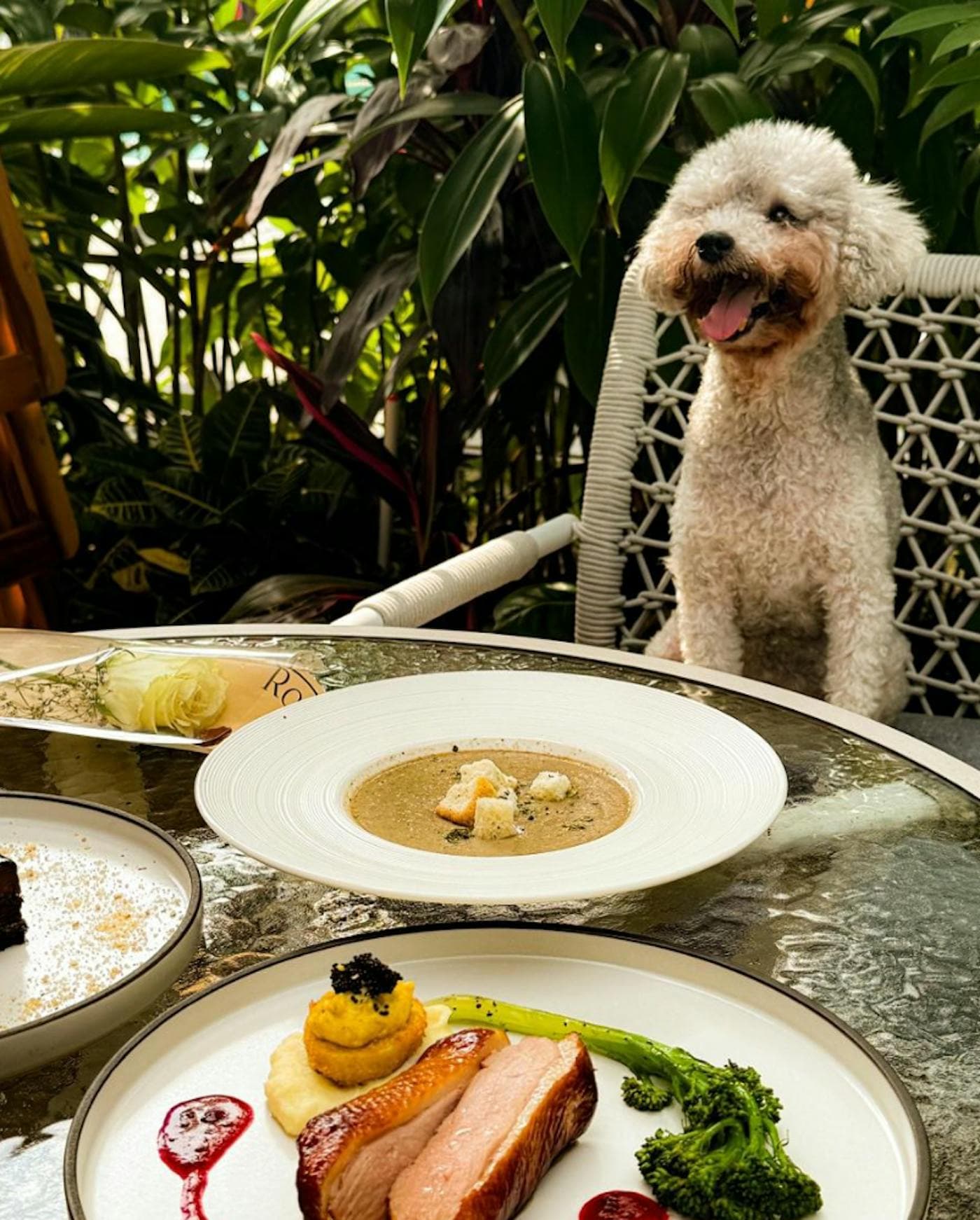 A poodle on a chair beside a plated soup and a salmon main course