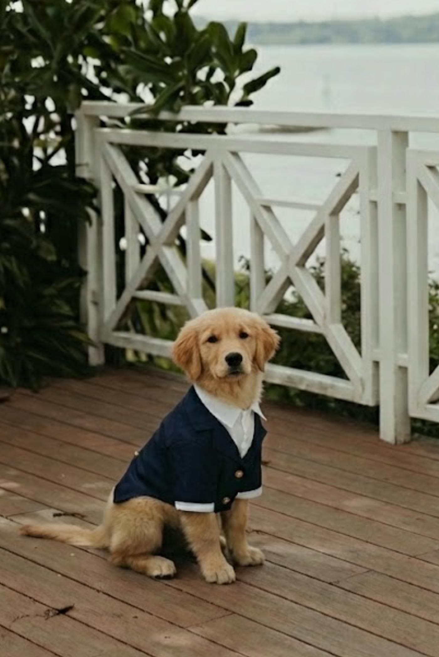 A golden retriever puppy in a navy jacket on the deck